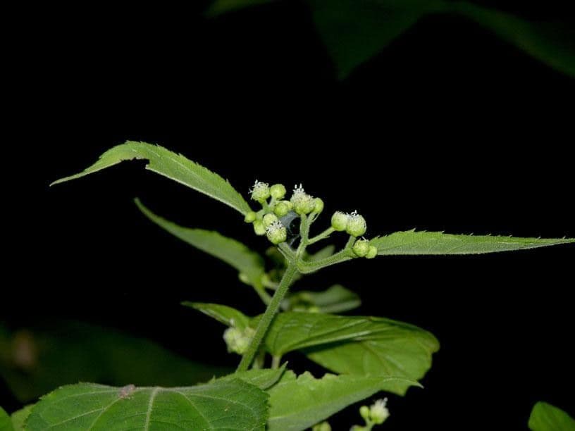 Clibadium eggersii 3