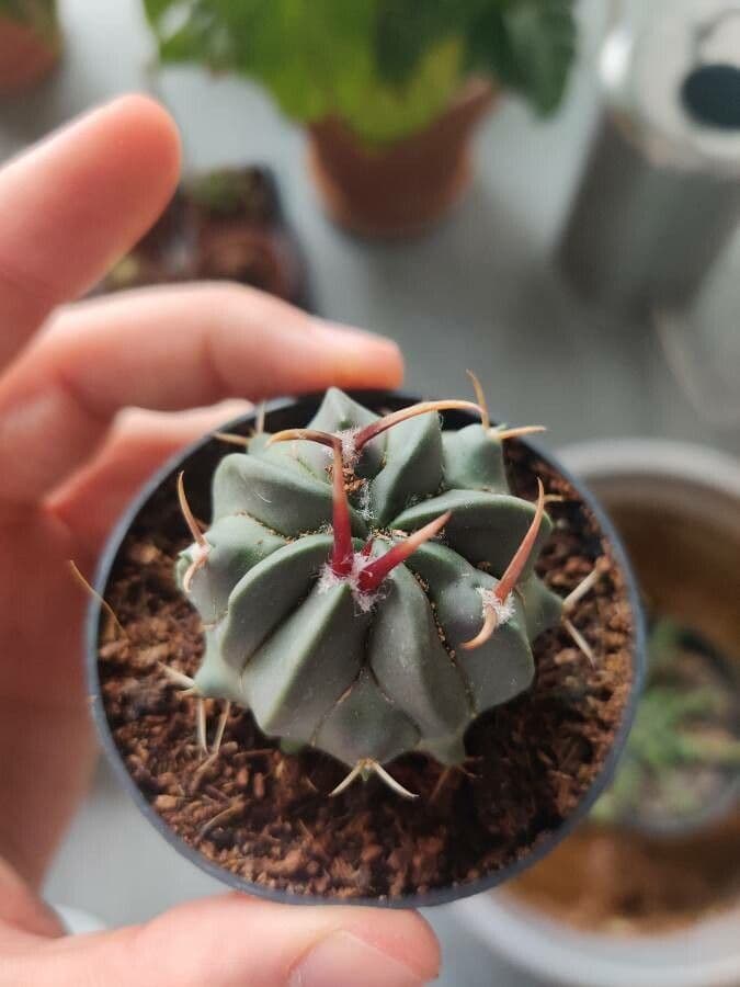 Stenocactus coptonogonus 2