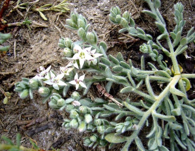 Cressa truxillensis 6