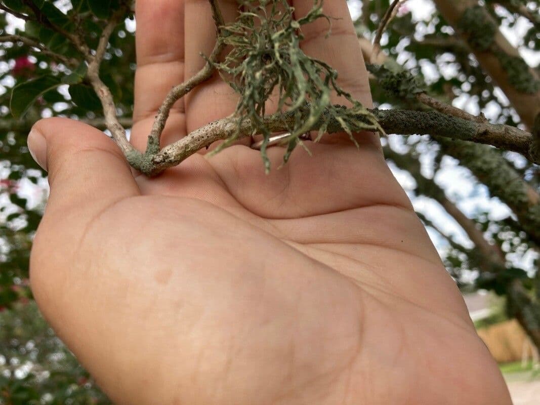 Tillandsia 19