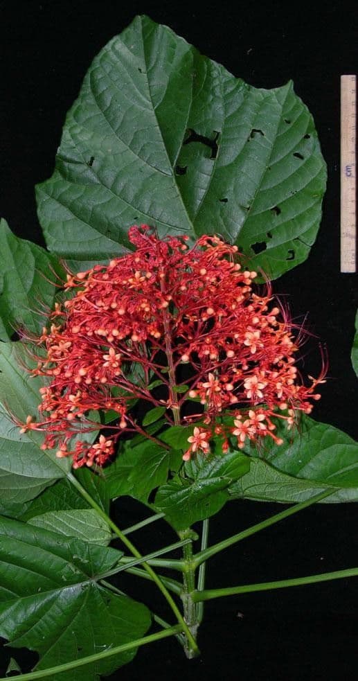 Lantana paniculata 26
