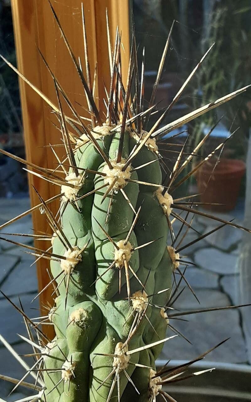 Cactus stuzzicadenti 4