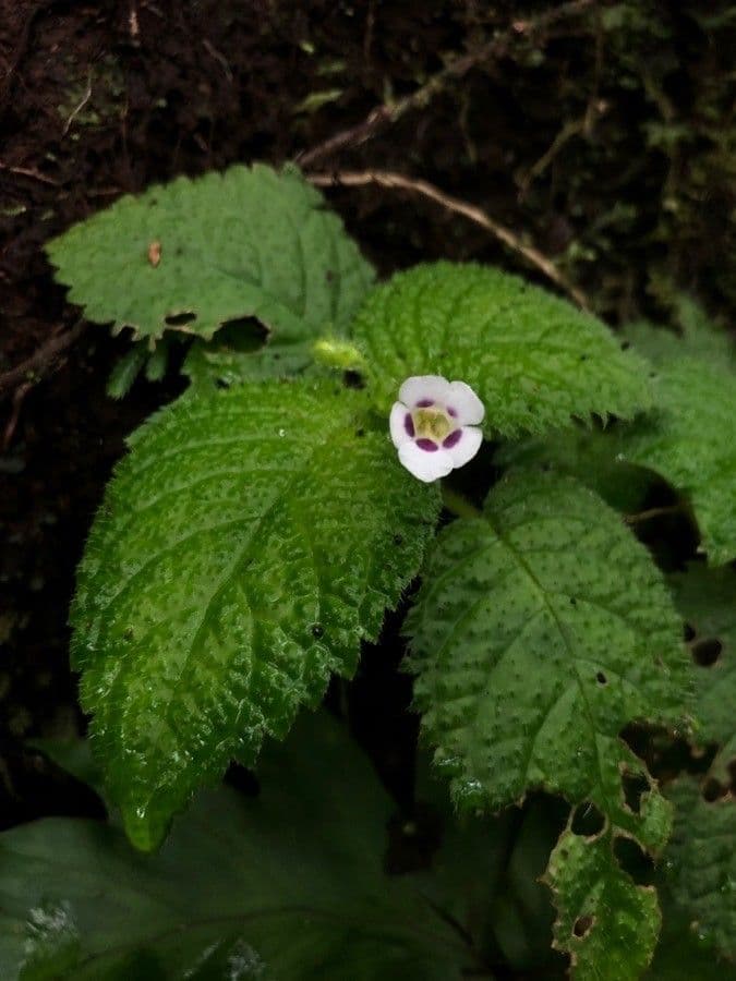 Diastema affine 5