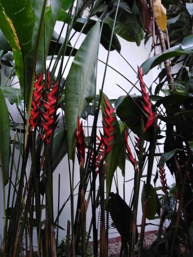 Fiore pappagallo 12