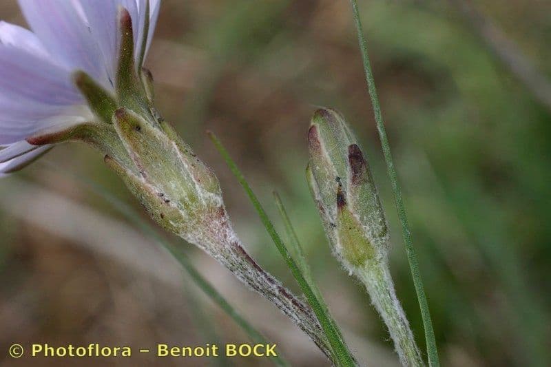 Podospermum 18