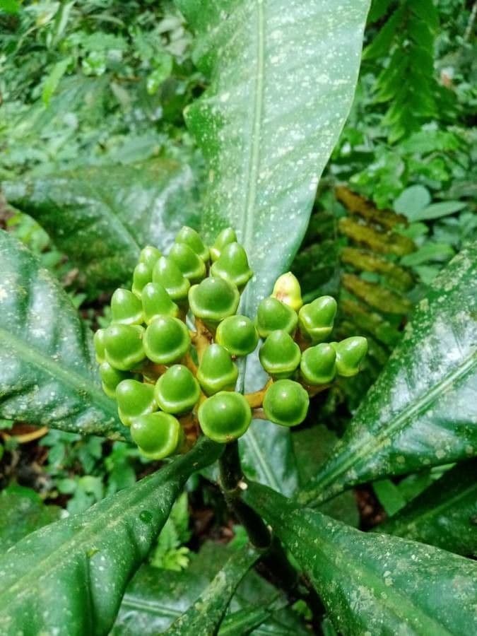 Potalia turbinata 4