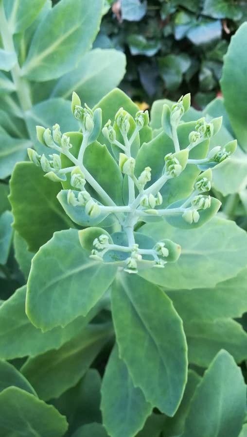 Pluchea indica 4