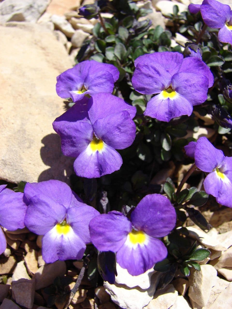 Viola 4