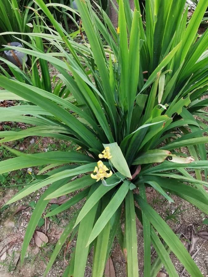 Trimezia martinicense 12