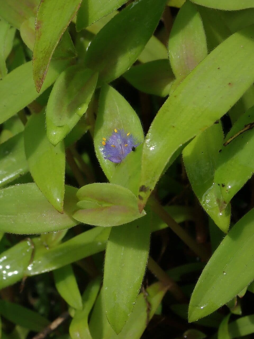 Cyanotis crestata 6
