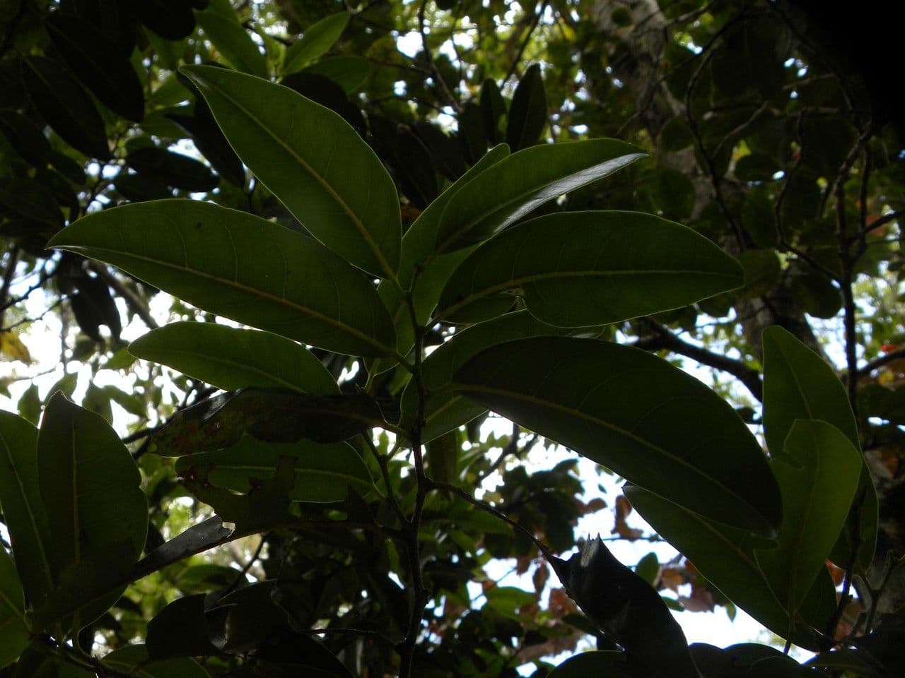 Casearia 10