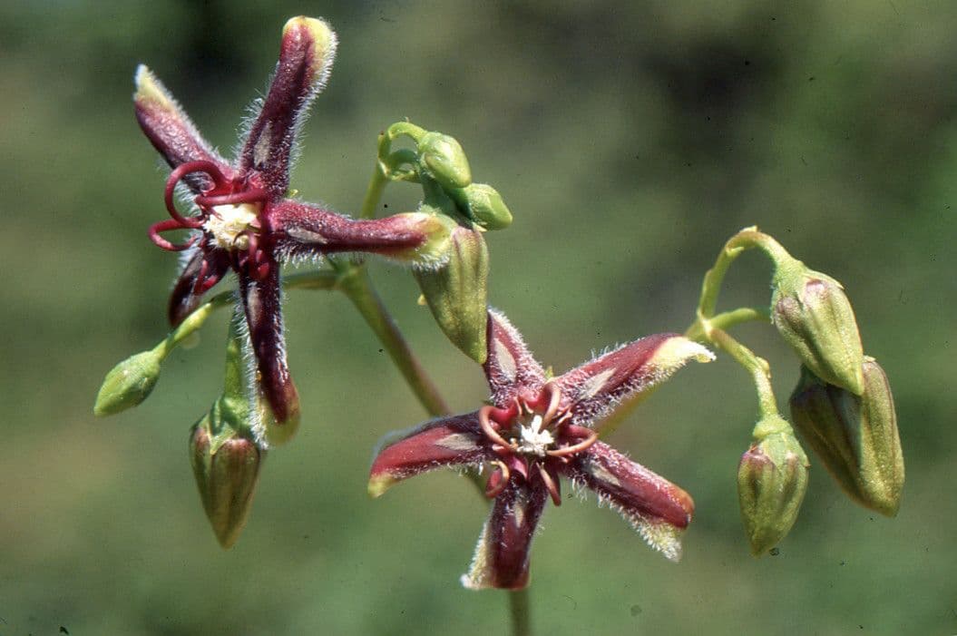 Periploca greca 9