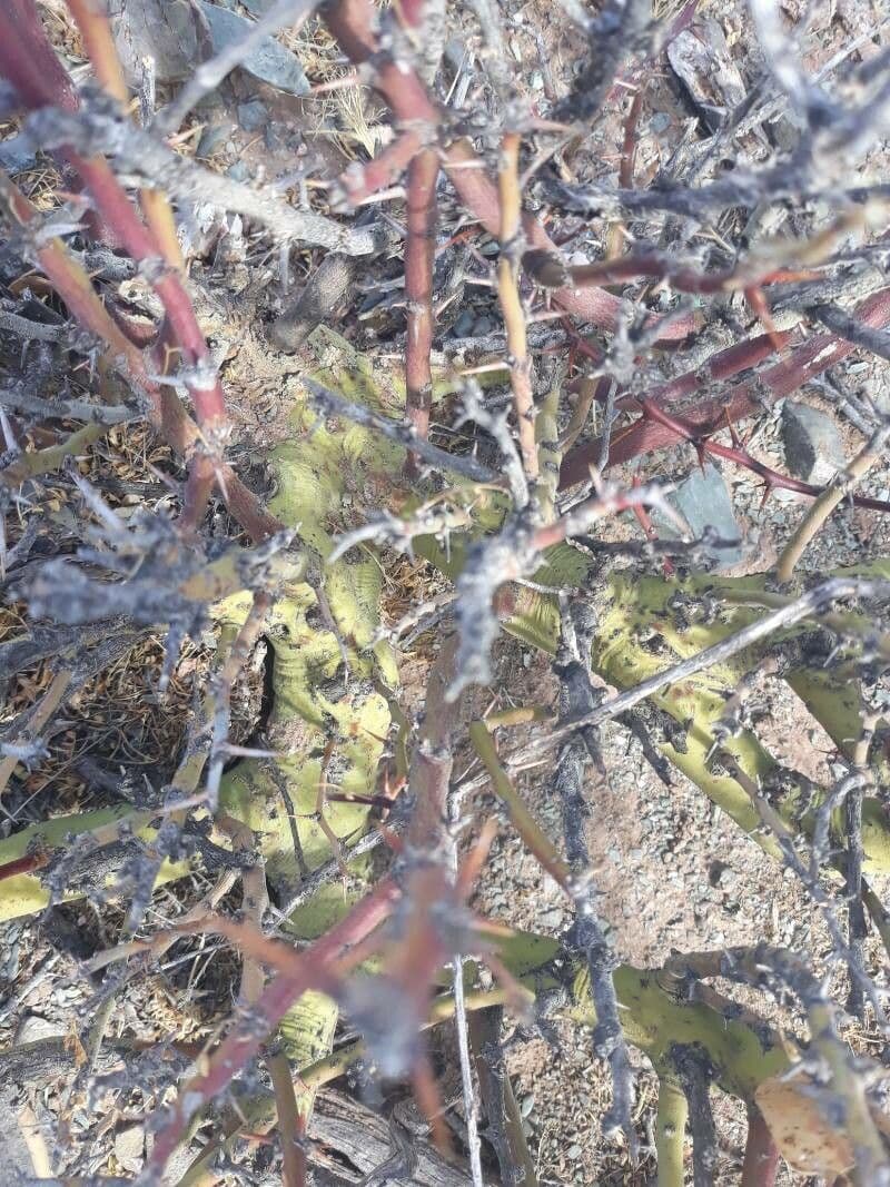 Tylecodon 14