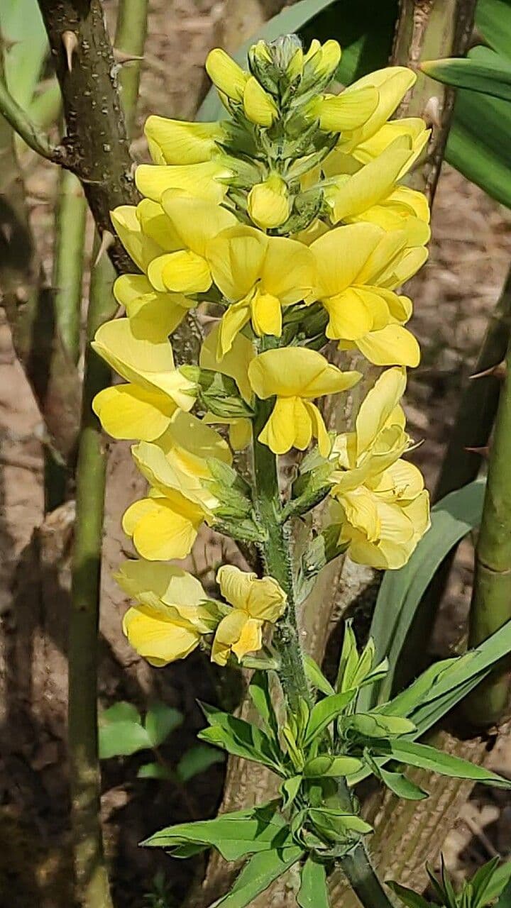 Thermopsis lanceolata