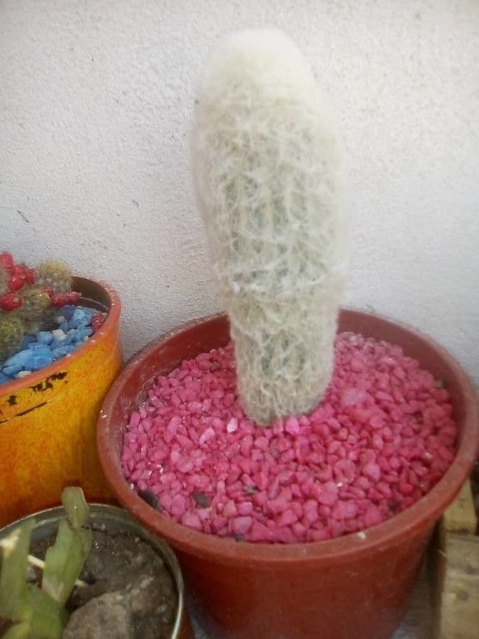 Espostoa 7