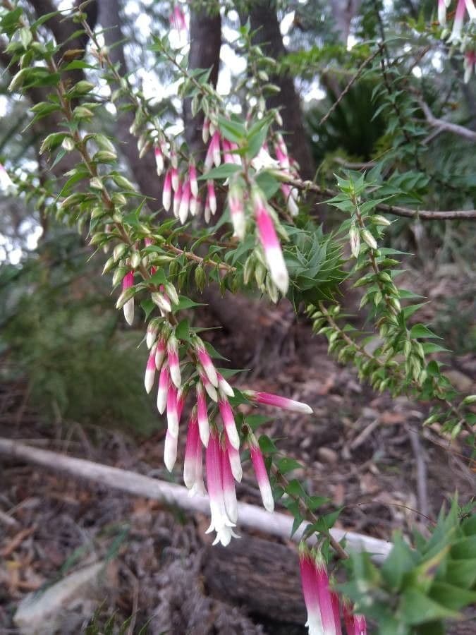 Fuchsienheide 3