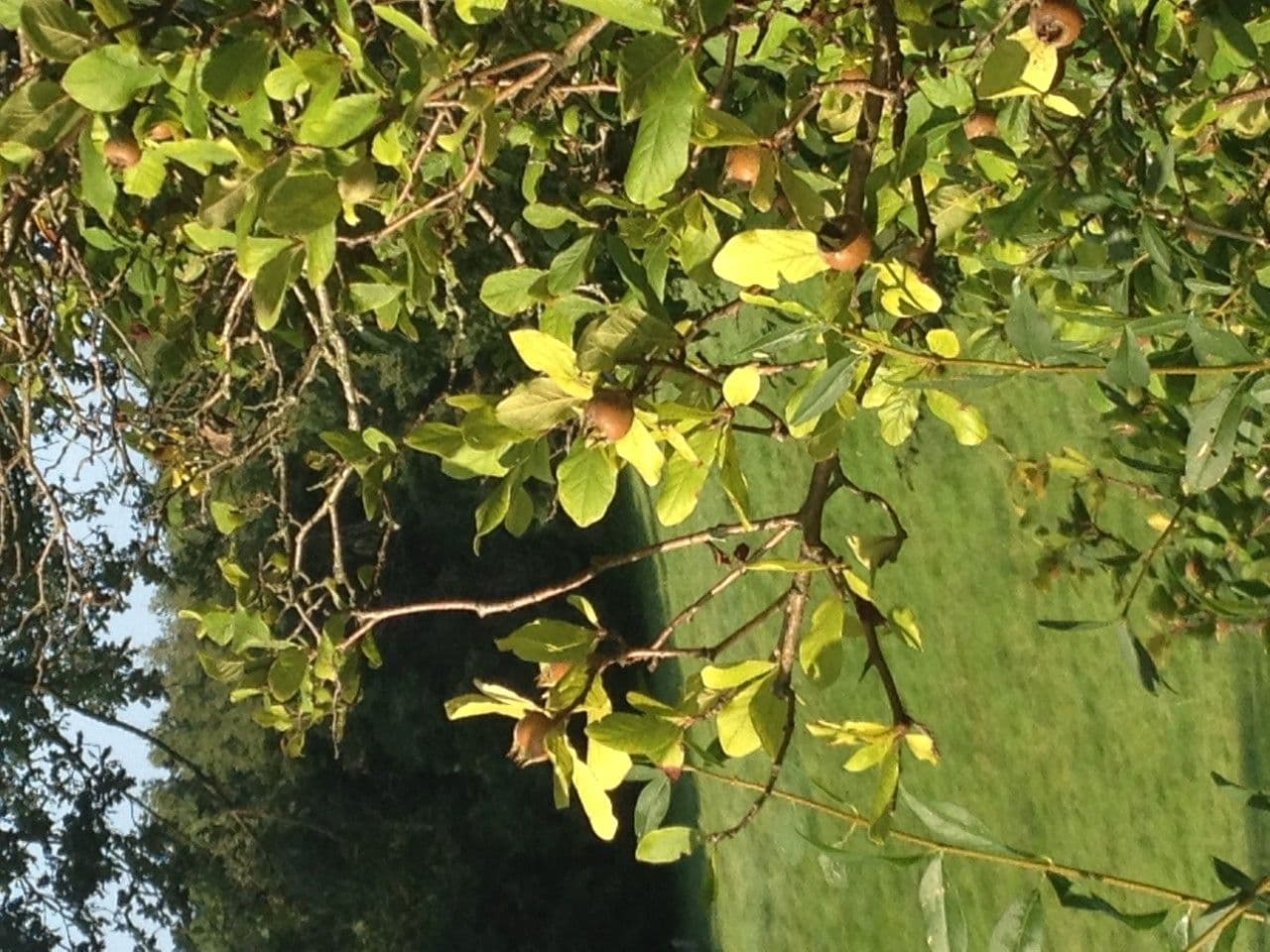 Nespolo comune 30