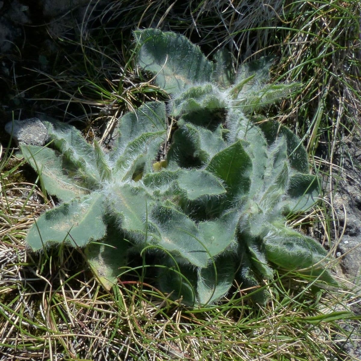 Hieracium 6