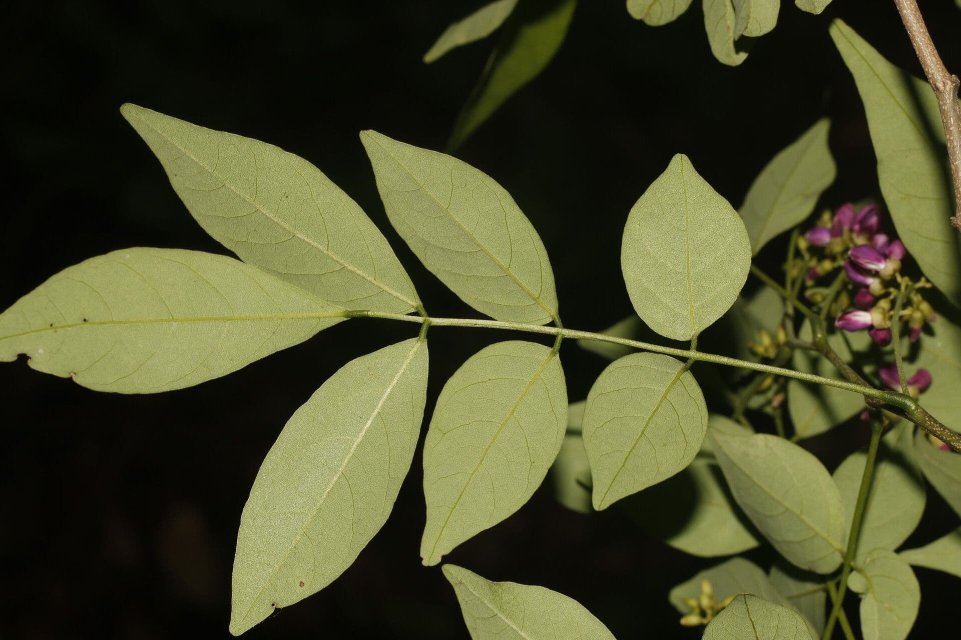 Lonchocarpus 9