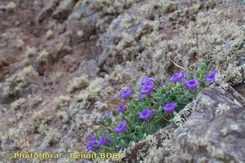 Jacobaea-Glockenblume 6