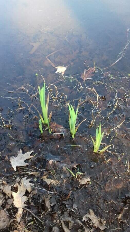 Sumpf-Schwertlilie 13