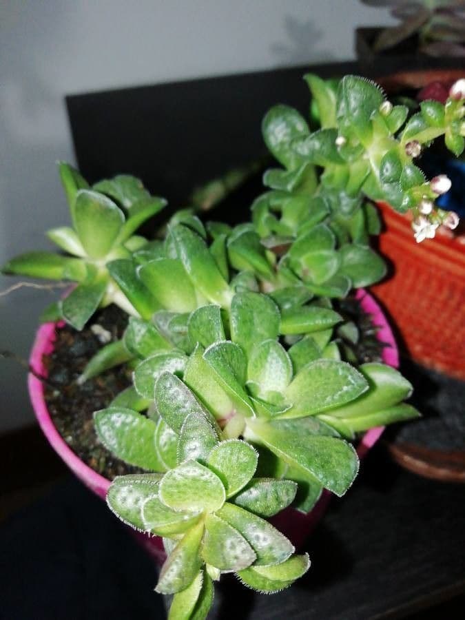 Crassula expansa 20