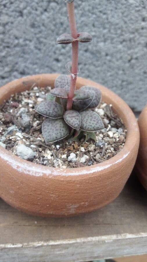 Adromischus 6