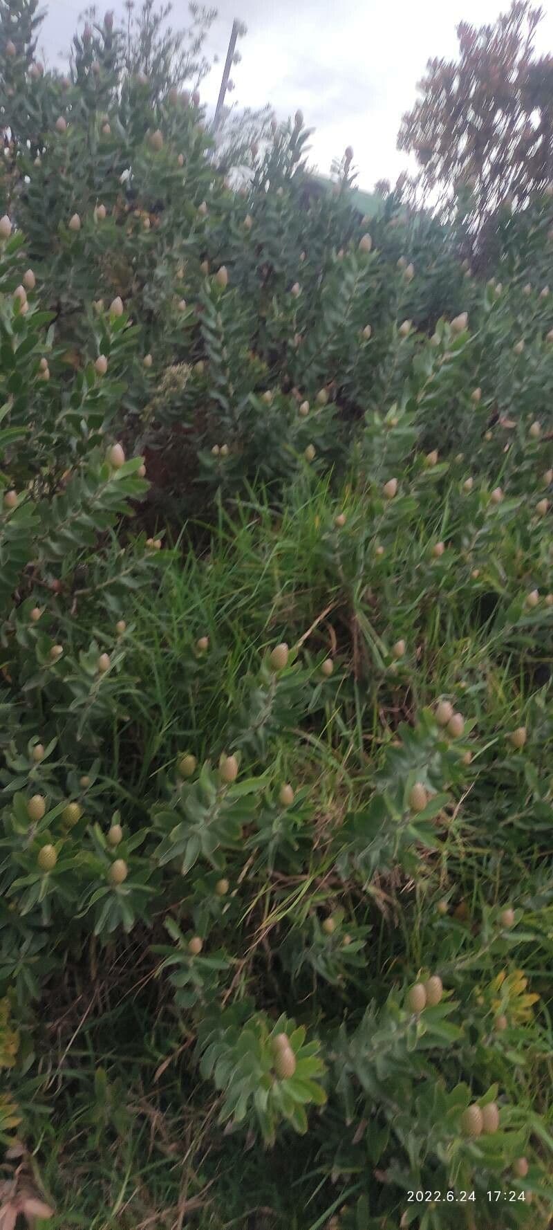 Leucospermum 7