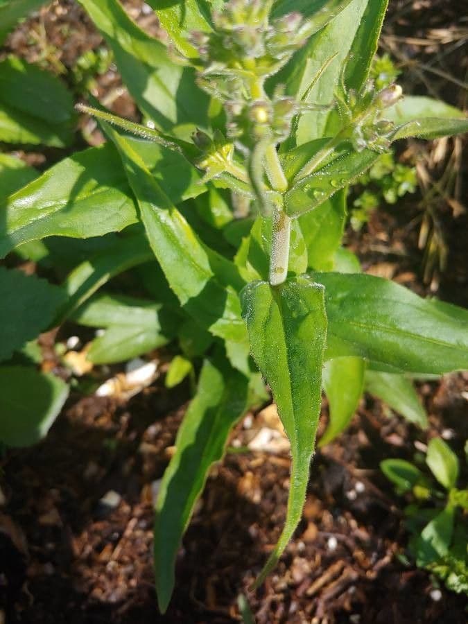 Penstemon pallidus 13