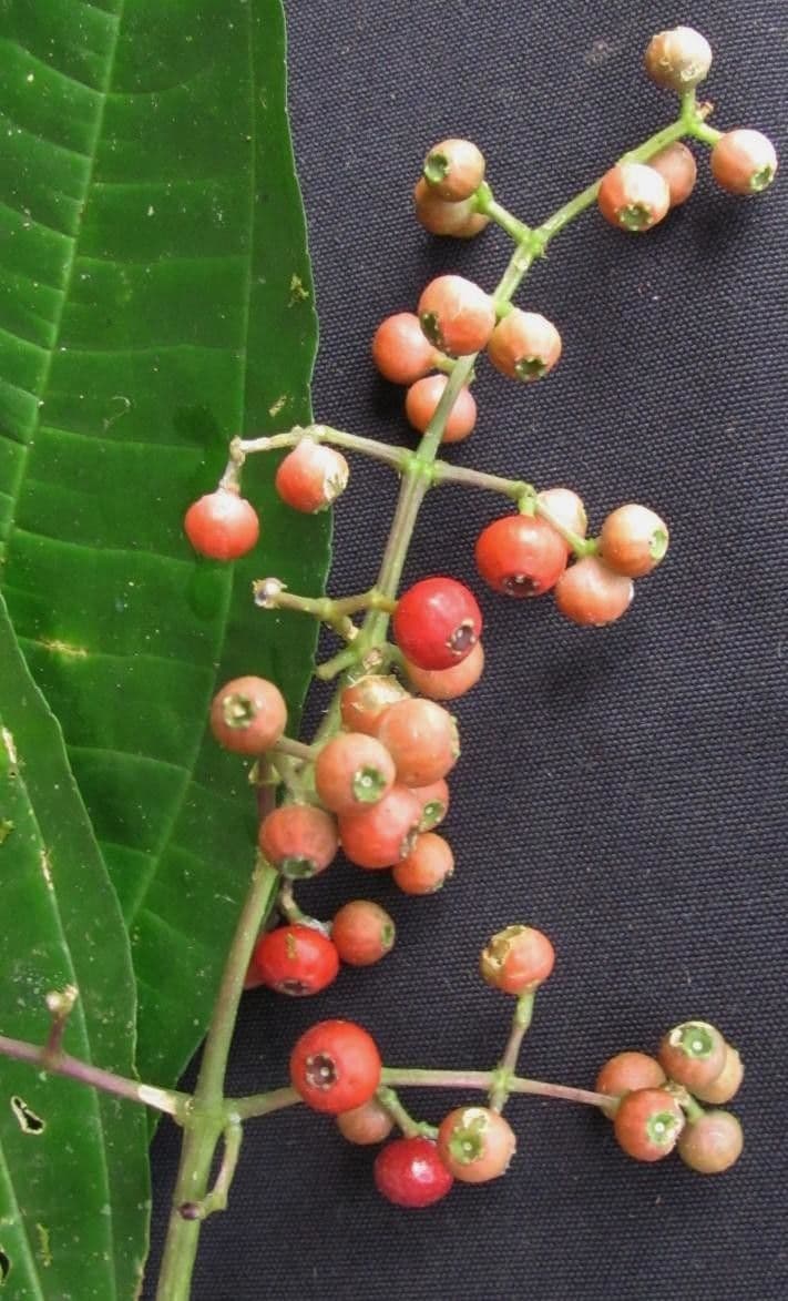 Miconia 5