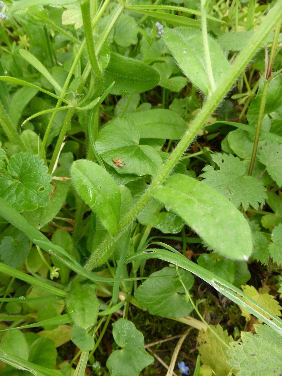 Miosotide delle selve 30