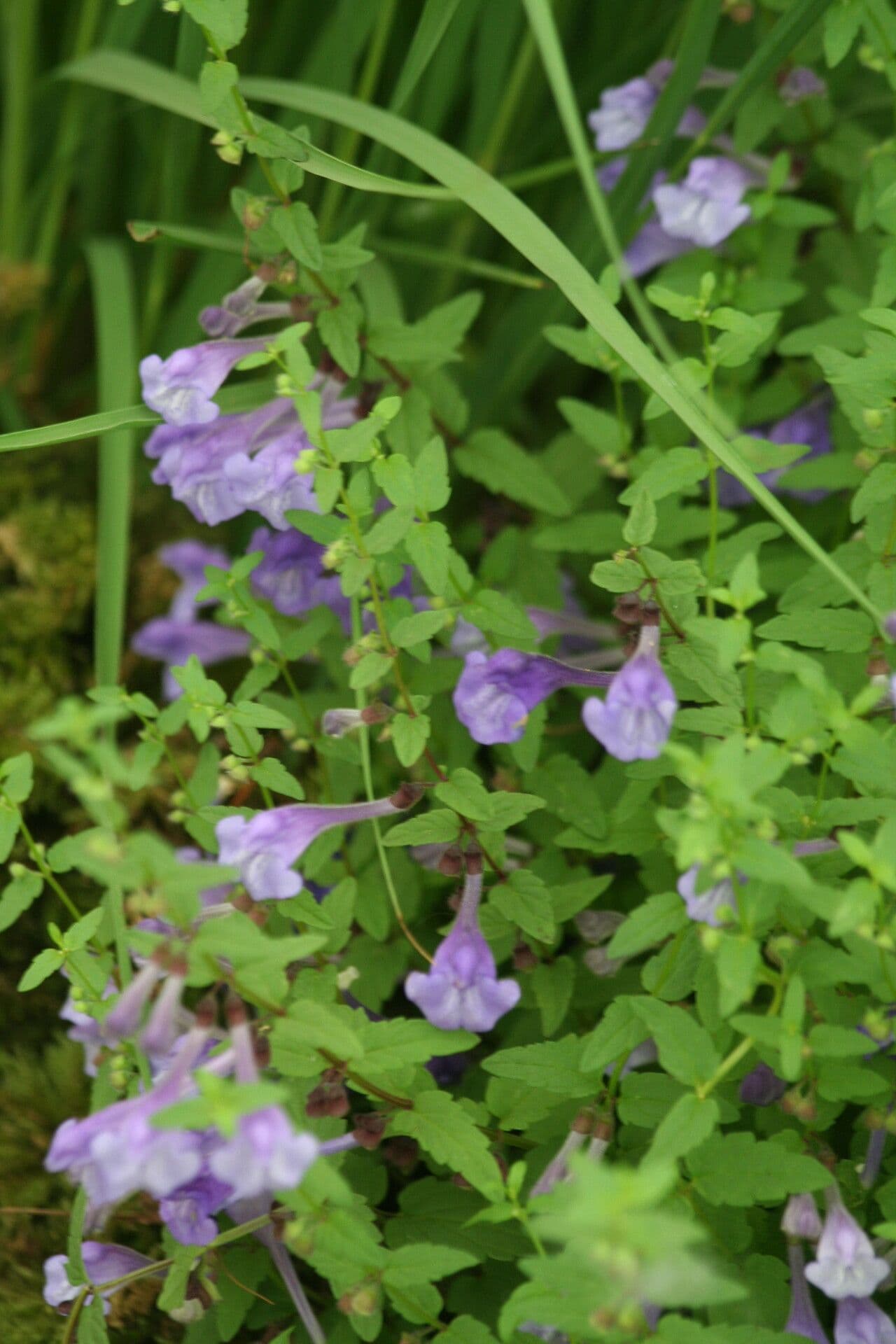 Skutellaria 2