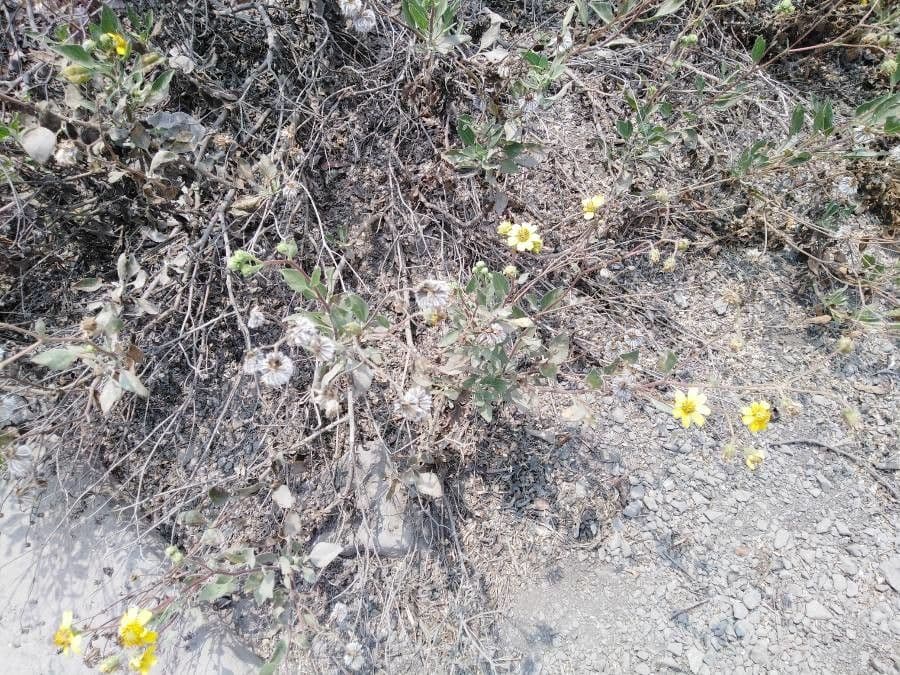 Encelia 7