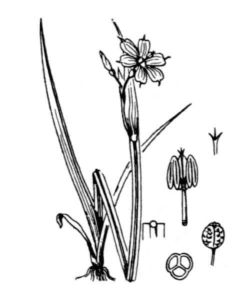 Schmalblättriges Blauaugengras 24