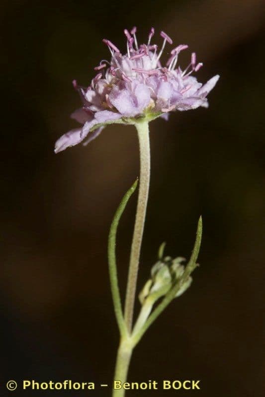 Vedovina grigia 18