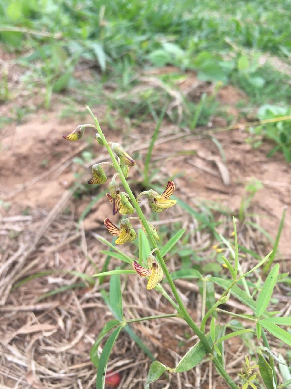 Crotalaria lanceolata 9