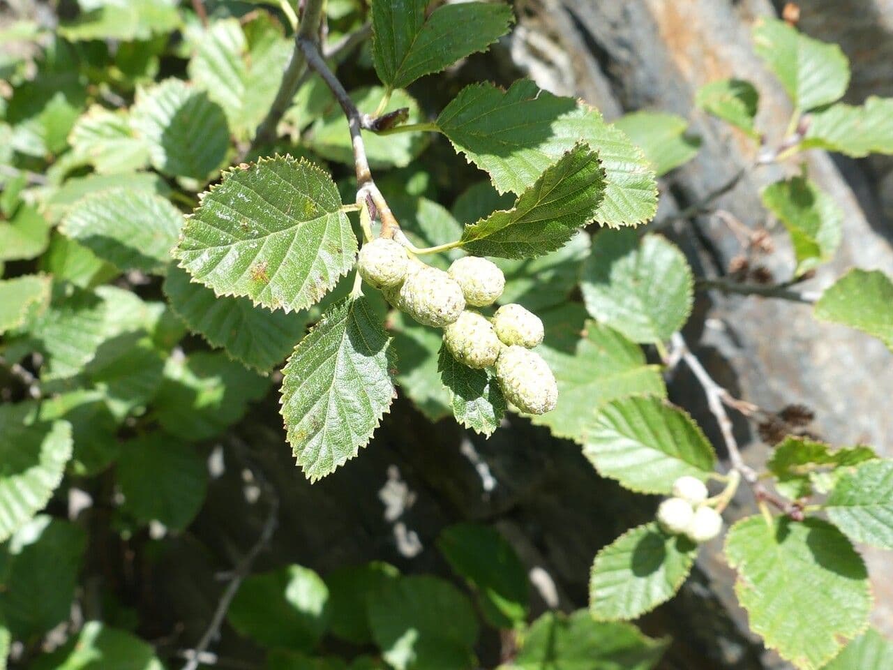 Ontano verde 4