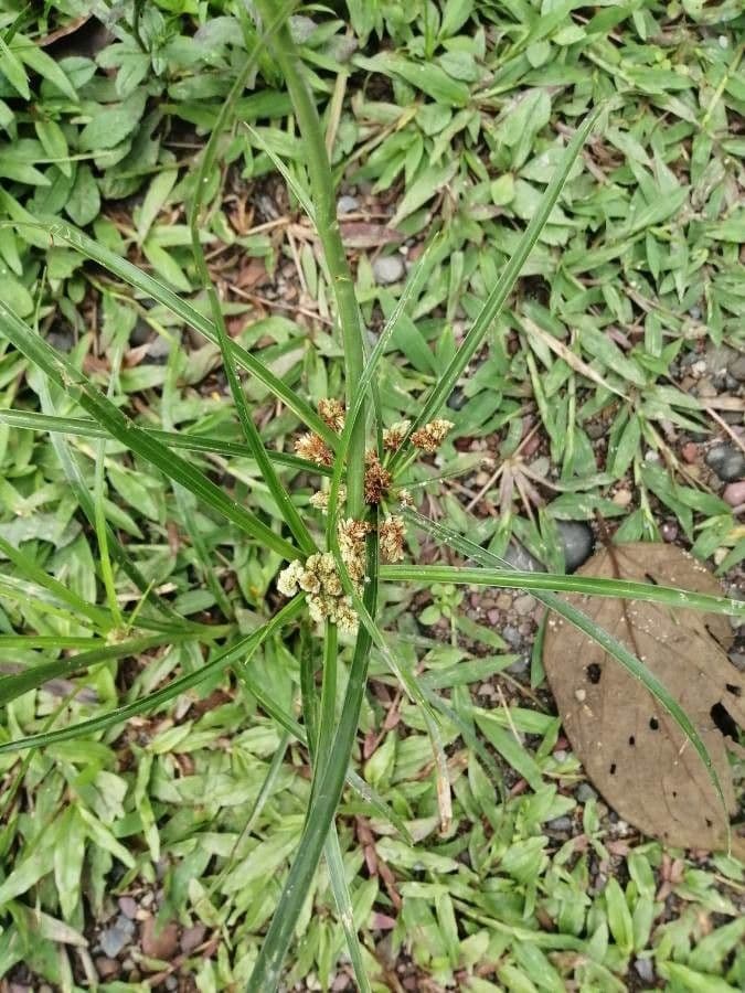 Zigolo di Entrerrios 3