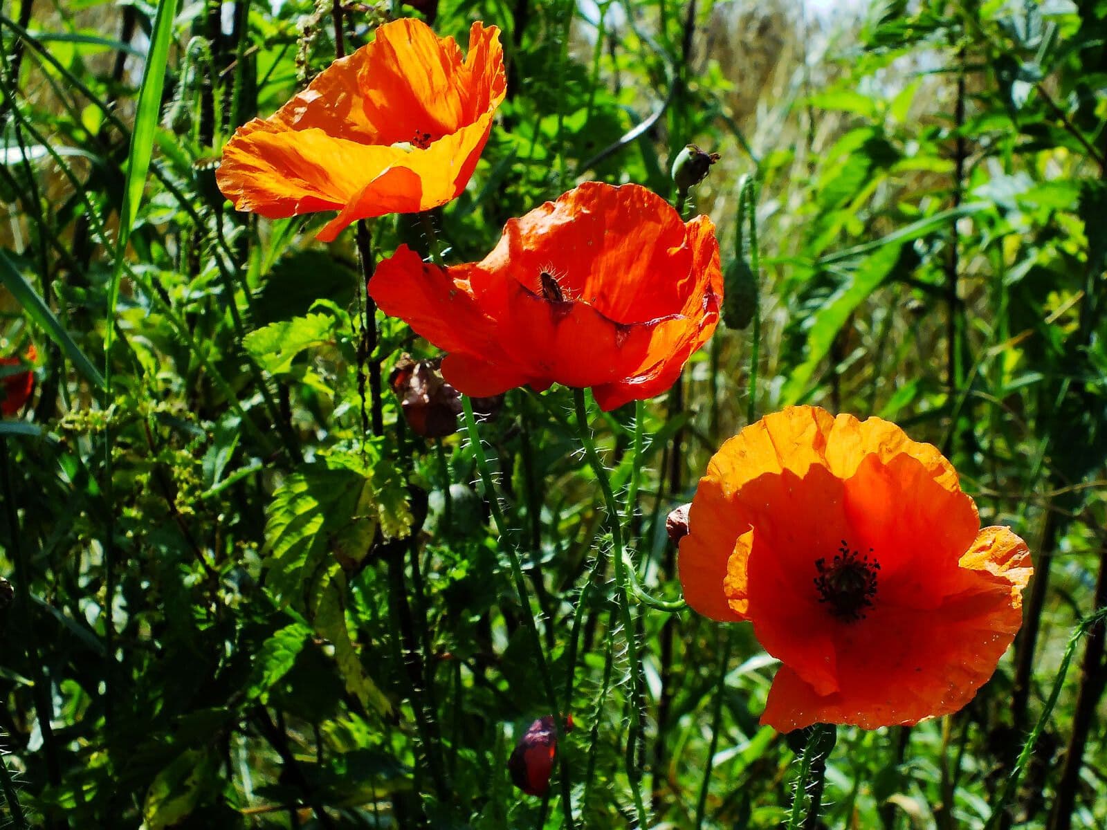 Klatschmohn 13