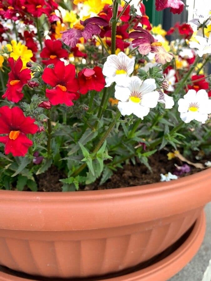 Nemesia 2