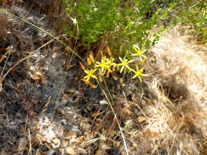 Bloomeria crocea 2