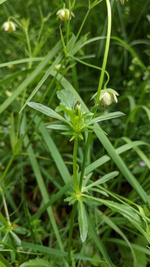 Viola gialla 14