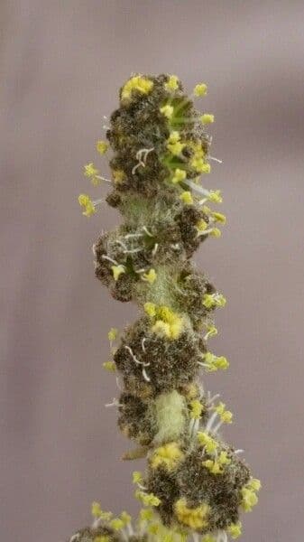 Atriplice imbricata 4