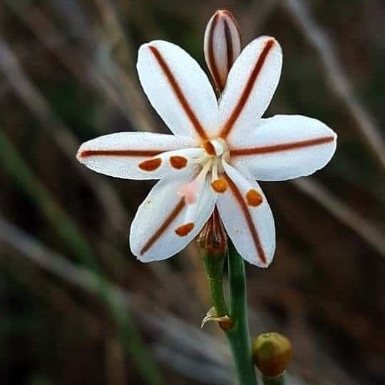 Gamocillo 6
