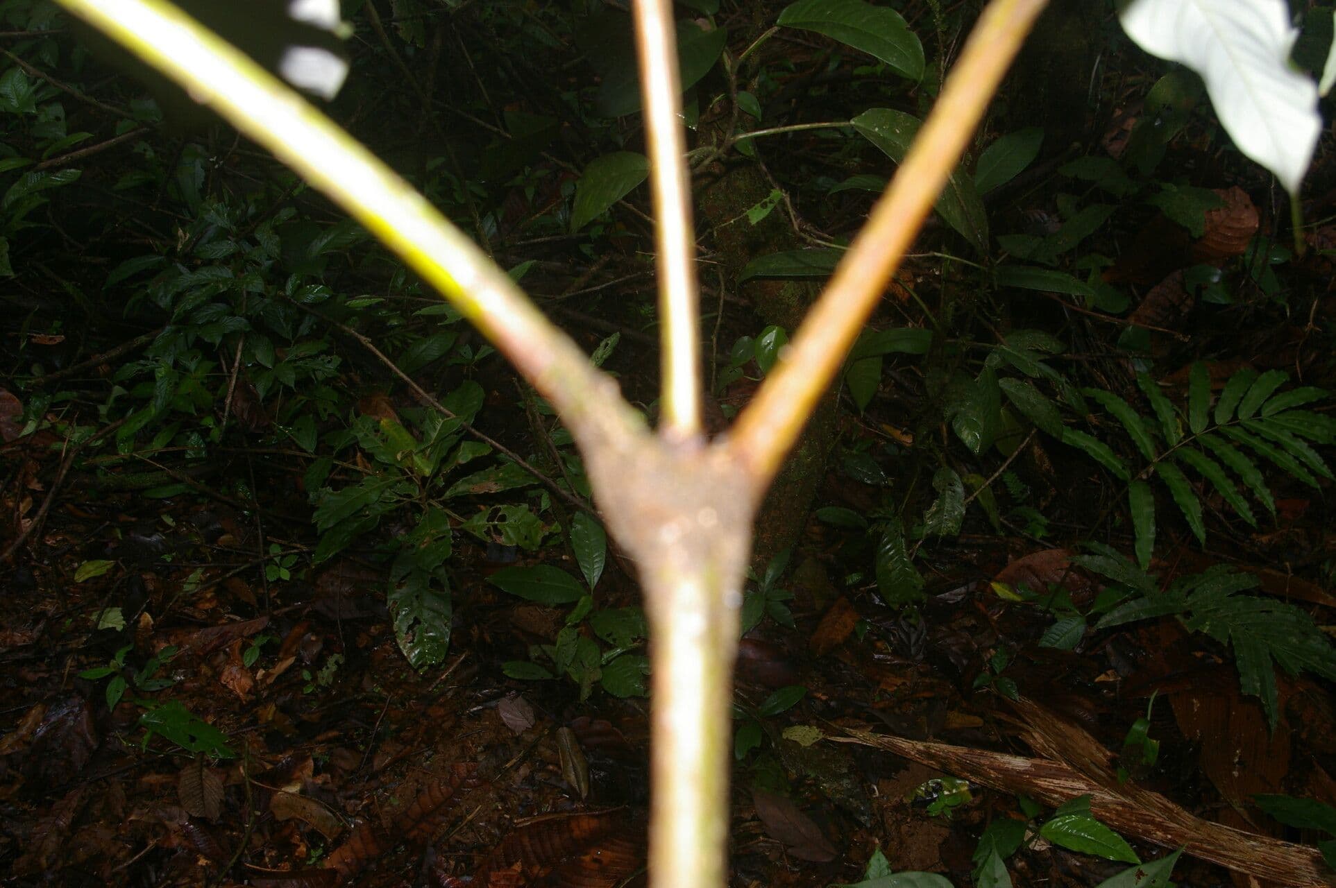 Oreomunnea 9