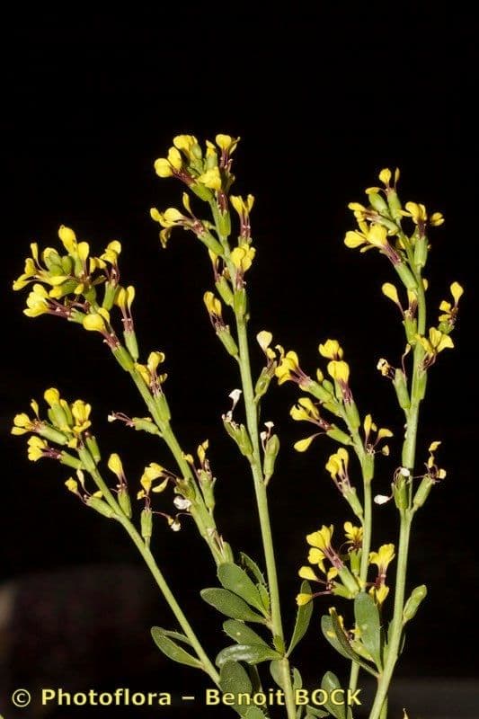 Falsa ginestra 10