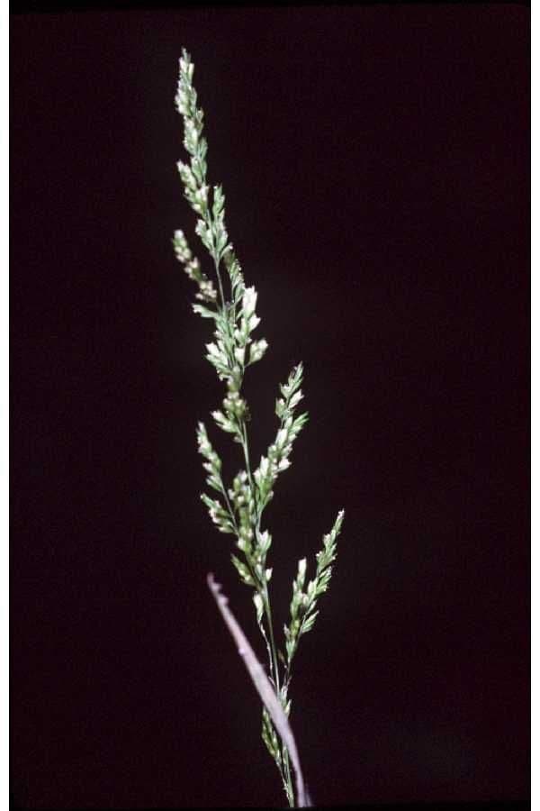 Herbe 6
