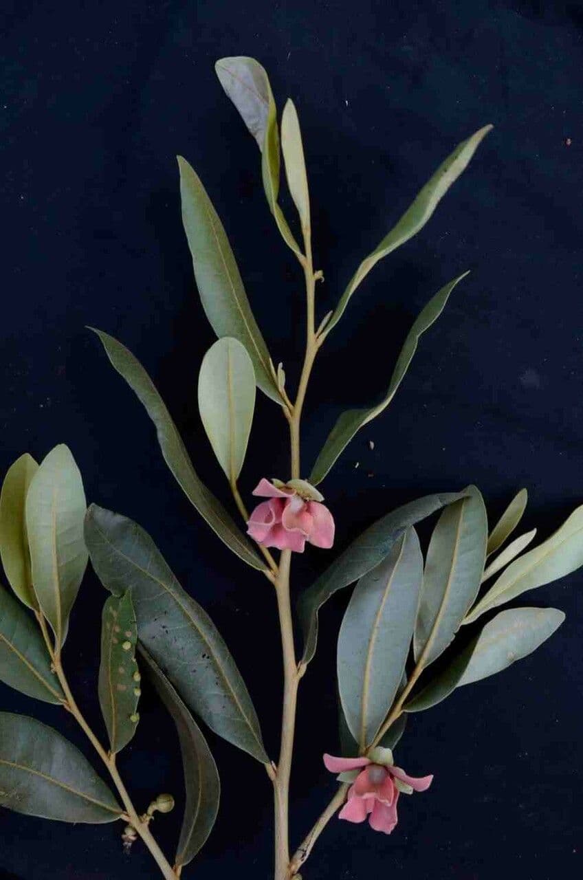 Duguetia 6