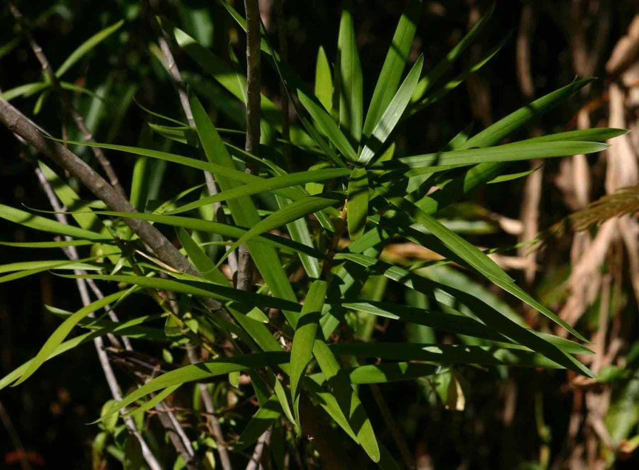 Dracena 8