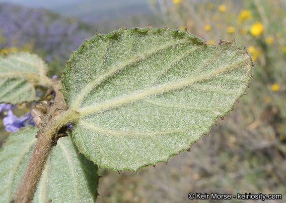 Behaarter Ceanothus 16